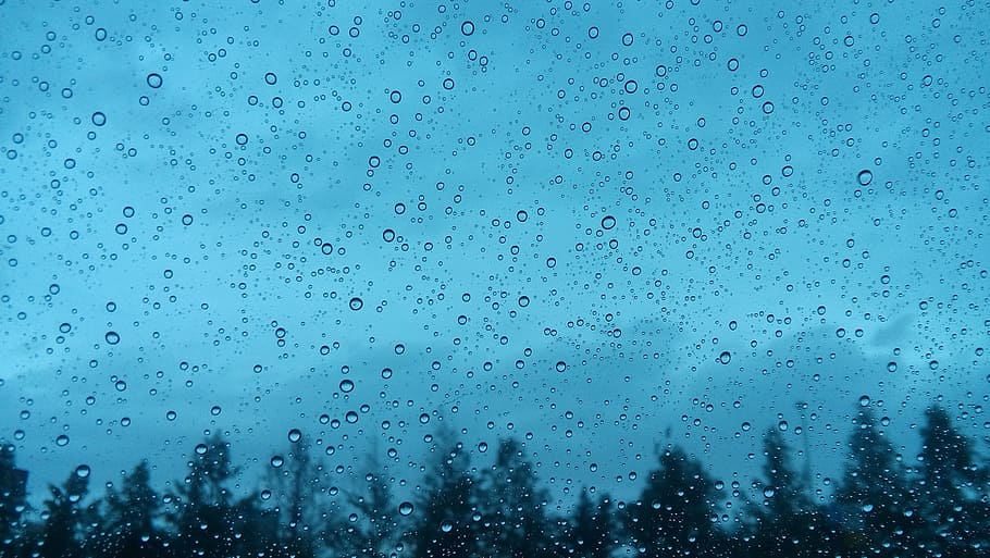 silhouette photo of trees through window, rain, hurricane, afternoon