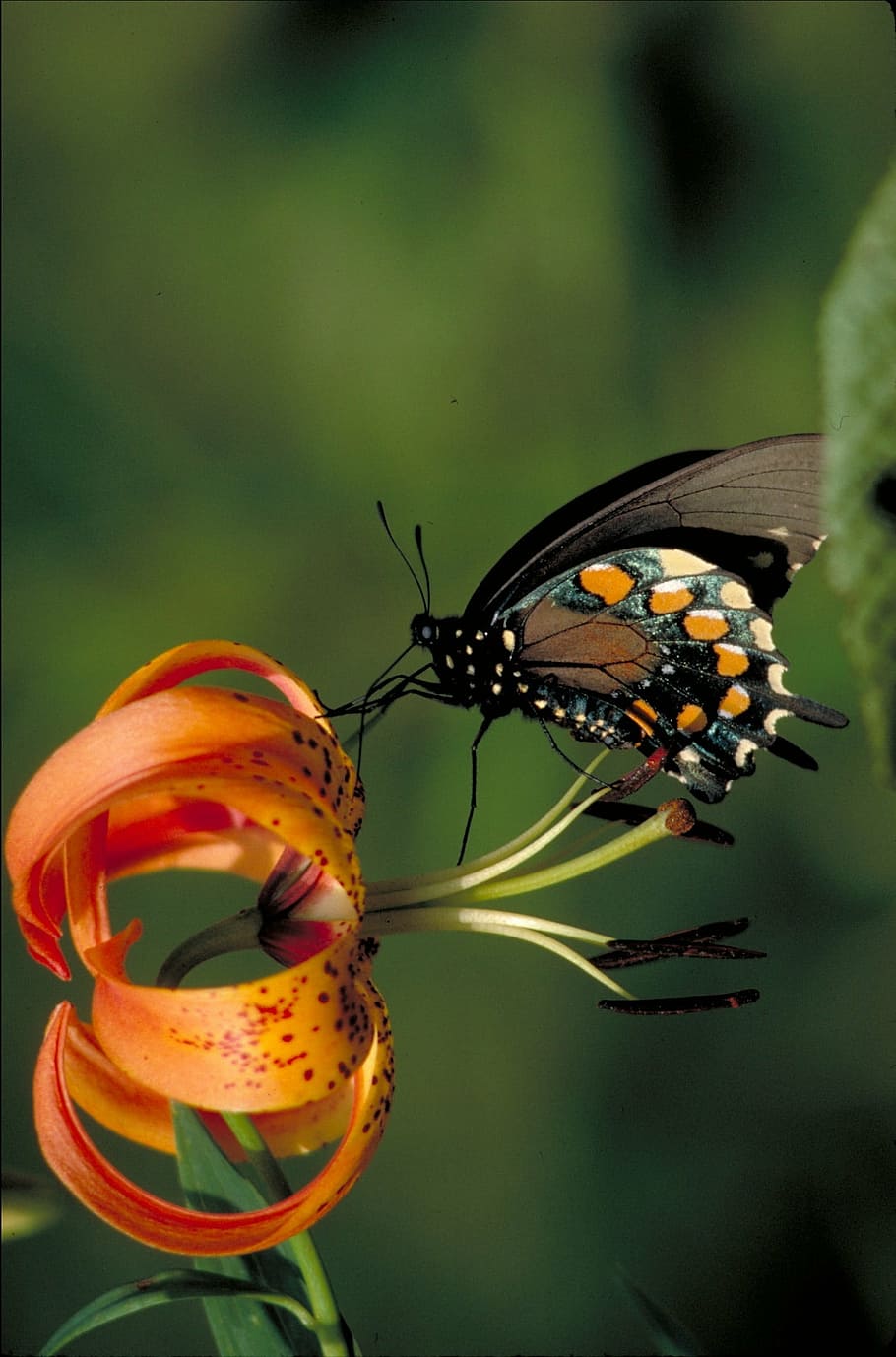 pipevine swallowtail butterfly, insect, turks cap lily, flower