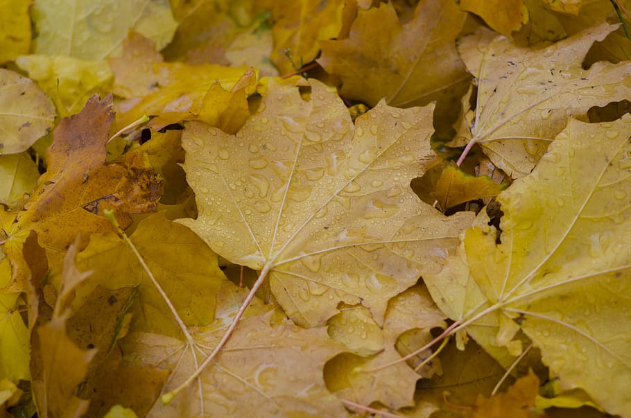 drops, rosa, sheet, leaves, nature, drops of water, green, raindrops HD wallpaper