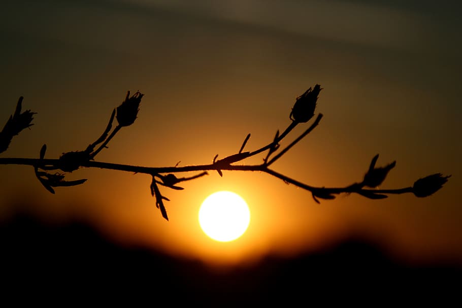 east, flowers, shadow, sun, sunset, sky, silhouette, beauty in nature HD wallpaper