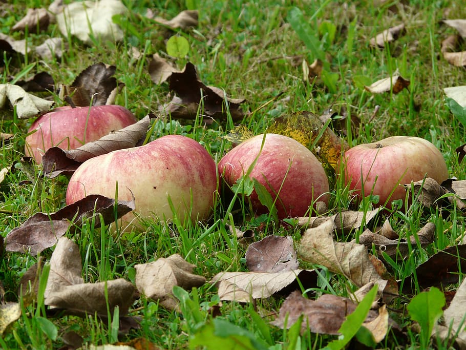 apple, meadow, harvest, pick, windfall, orchard, fruit, vitamins HD wallpaper