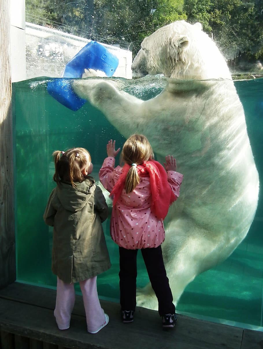 white bear holding blue plastic container, polar bear, large HD wallpaper