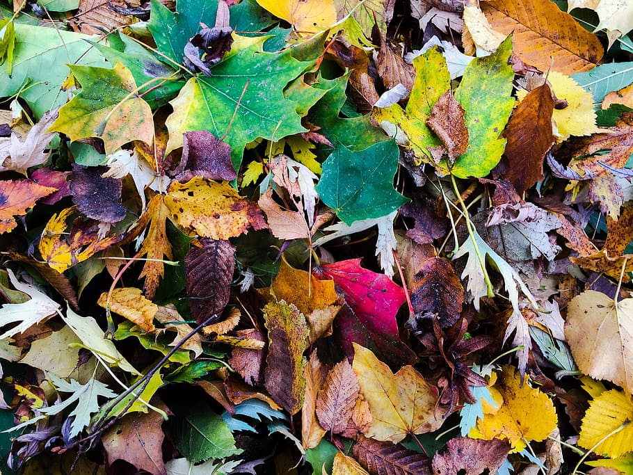 autumn, leaves, fall foliage, plant part, leaf, change, dry HD wallpaper
