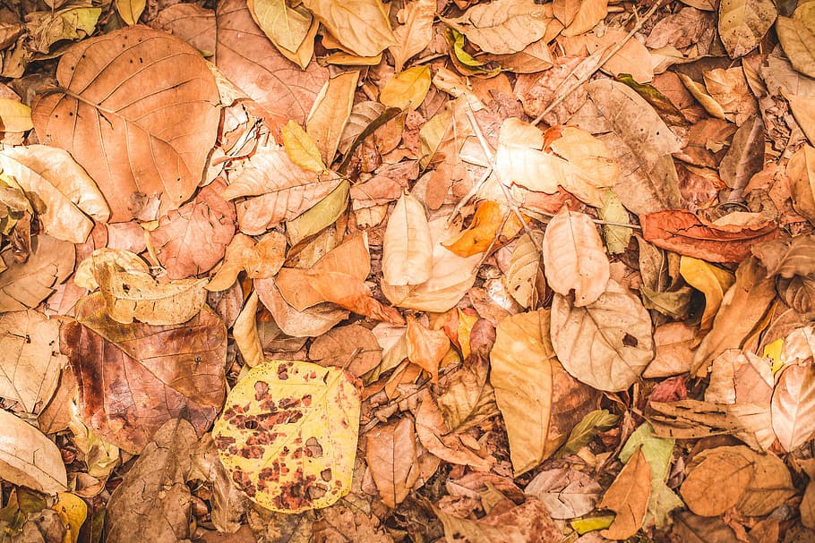 leaves, vegetation, brown, environment, nature, landscape, field HD wallpaper