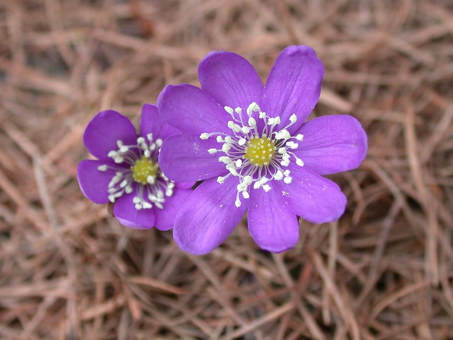flower, mountain, violet, flowering plant, purple, beauty in nature HD wallpaper