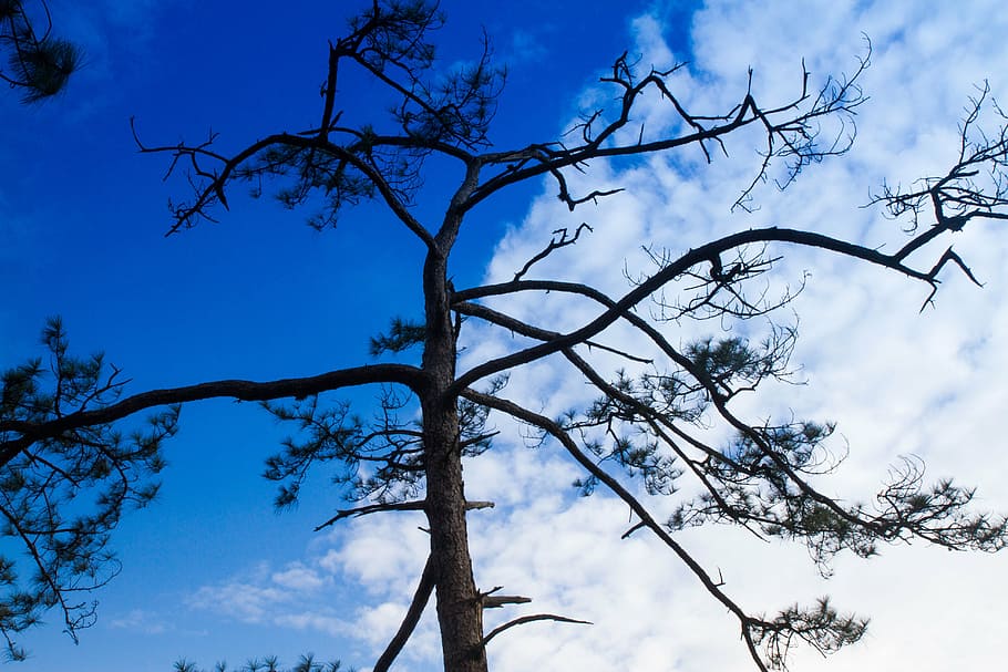 tree, sky, nature, mountains, green, silhouette, thailand, outdoor HD wallpaper