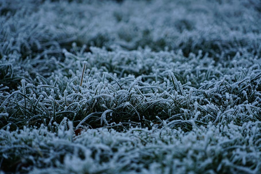 grass, hoarfrost, gas, frozen, icy, winter, cold, crystal formation, HD wallpaper