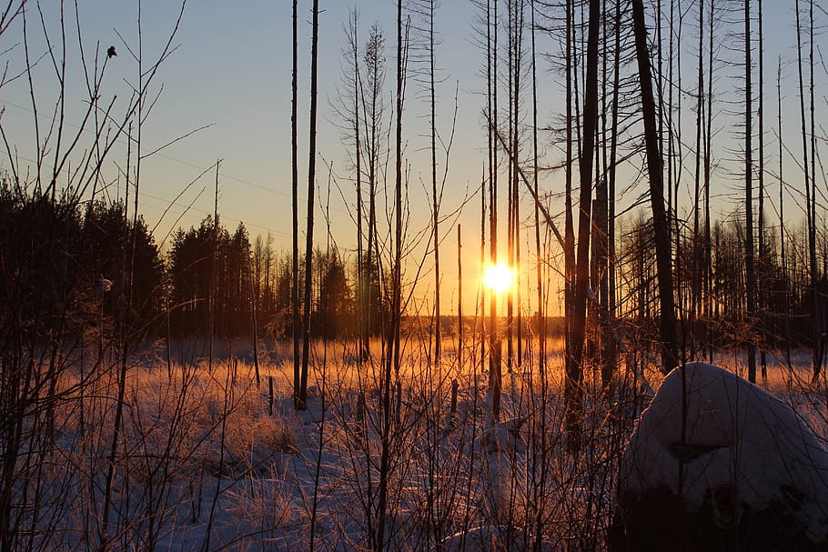 dawn, reflection, nature, wood, tree, sunset, winter, no one HD wallpaper