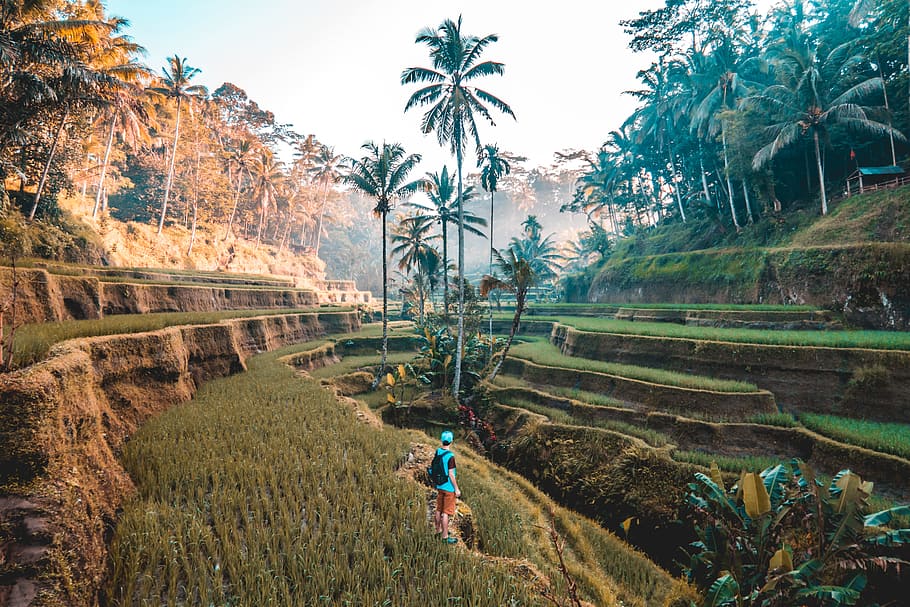 person standing on edge of mountain facing palm tree, person standing beside green plants HD wallpaper