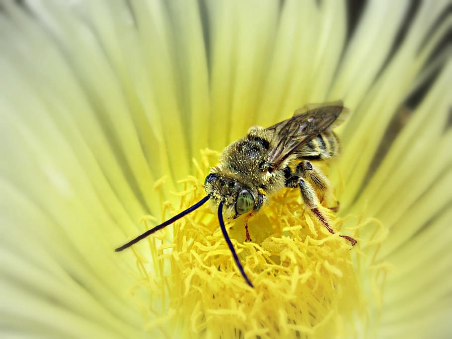 bee, insect, wasp, animal, yellow, bug, fly, flower, sting HD wallpaper