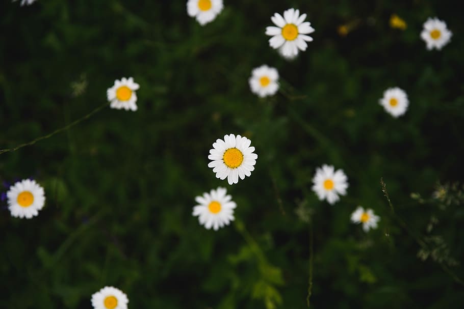 white daisy flowers in selective focus photography, close up photo of daisy flowers during daytime, HD wallpaper