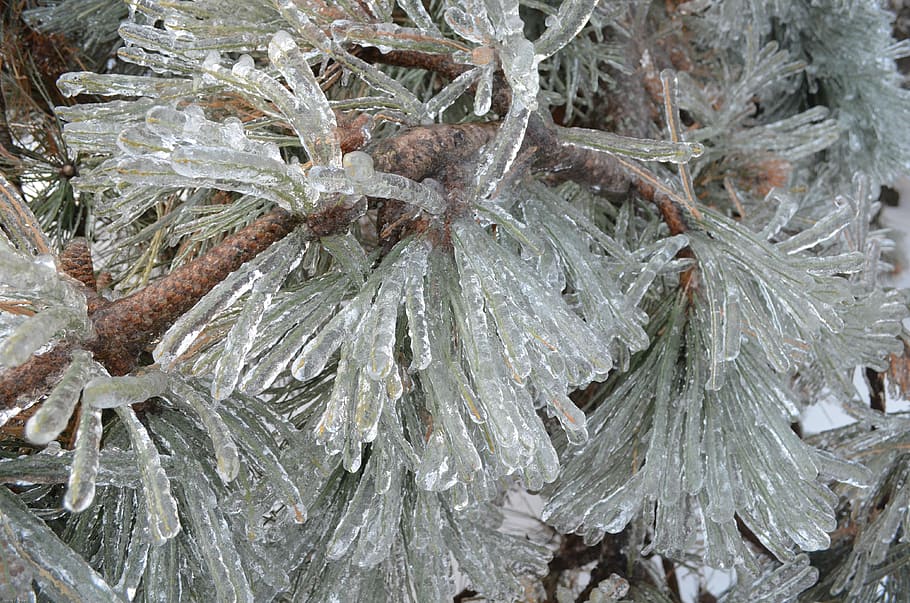 Winter Wonderland, Pines, Ice, artistic nature, cold temperature, HD wallpaper