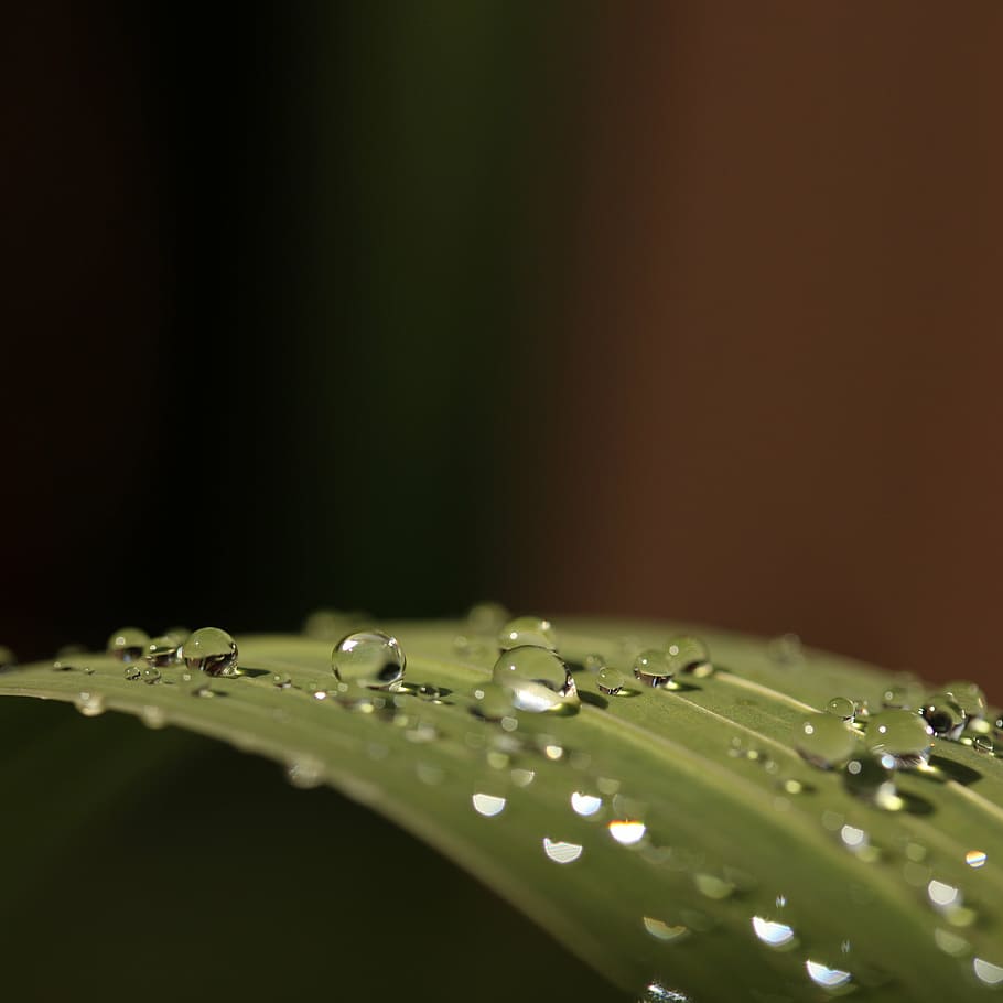leaf, drops, droplets, macro, raindrops, copy space, selective focus HD wallpaper
