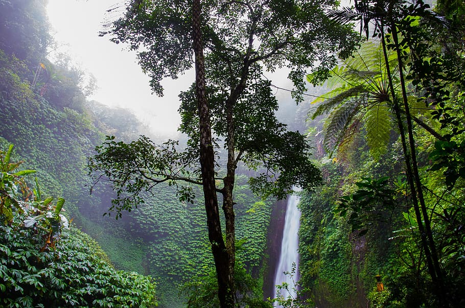 waterfalls and forest photo, rainforest, nature, ferns, jungle HD wallpaper