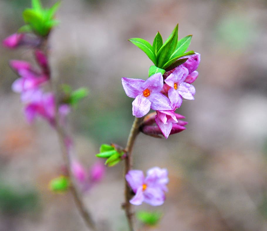 spring, forest, flower, flowering plant, freshness, pink color HD wallpaper