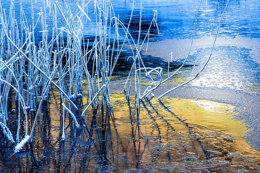 Reed, Ice, Cold, Cold, Winter, Frozen, Nature, bank, ice cover HD wallpaper