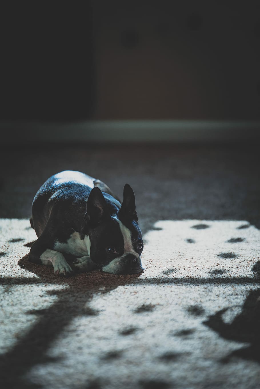 black and white French bulldog laying on floor, adult black and white Boston terrier lying on floor HD wallpaper
