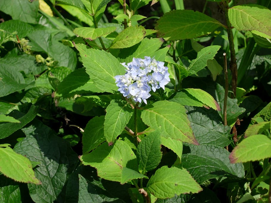 hydrangea, blossom, bloom, blue, flower, greenhouse hydrangea HD wallpaper