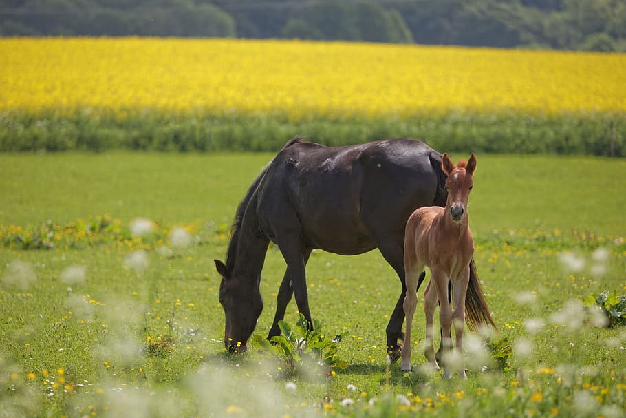 black and brown horses on grass field, Foal, Sunshine, Natural