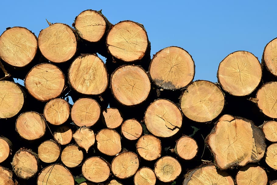 pile of tree log lot, background, firewood, tribe, section HD wallpaper