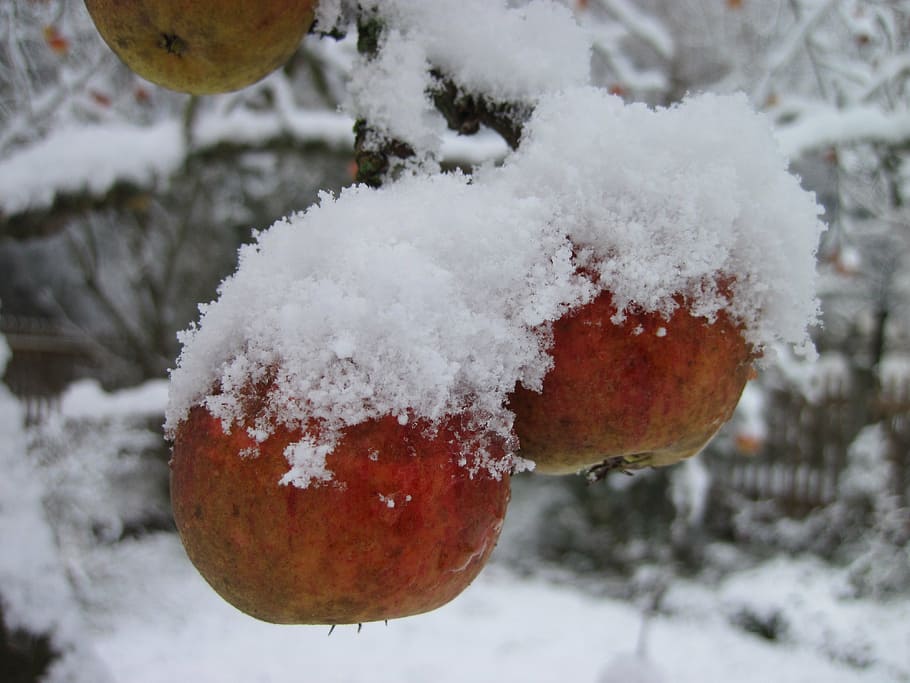 apple tree, snow, red, white, winter, nature, cold, snow landscape HD wallpaper