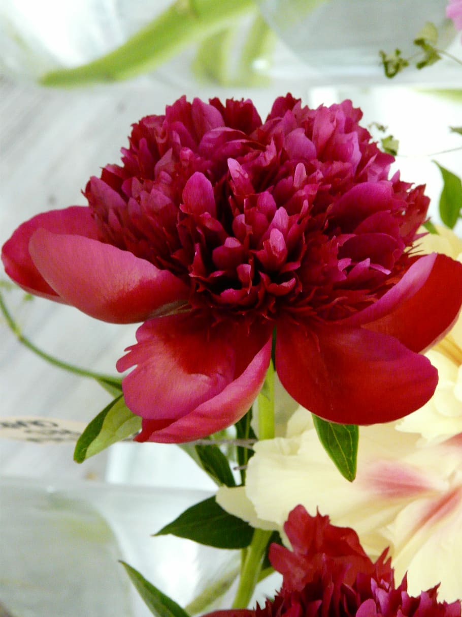 Flower, Blossom, Bloom, Peony, red, spring, nature, no people HD wallpaper