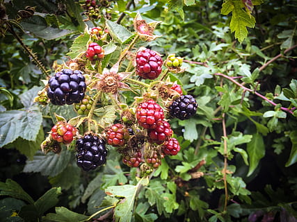 fruit, hedgerow, nature, red, green, plant, berry, flora, england HD wallpaper