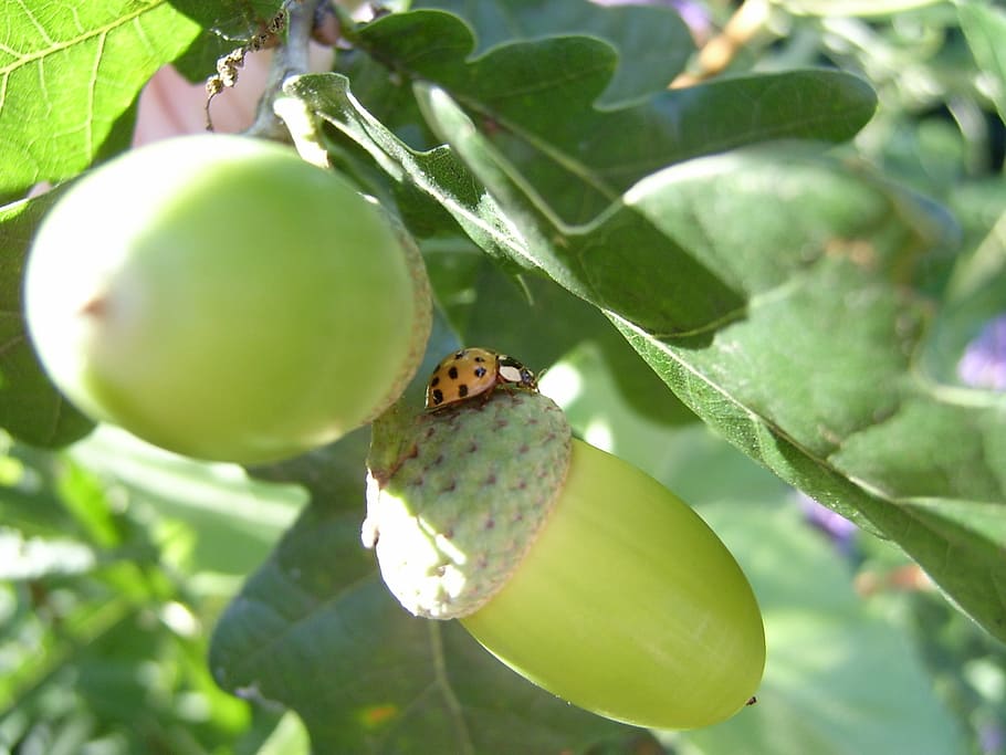 ladybug, yellow, acorns, oak, green, points, nature, insect HD wallpaper