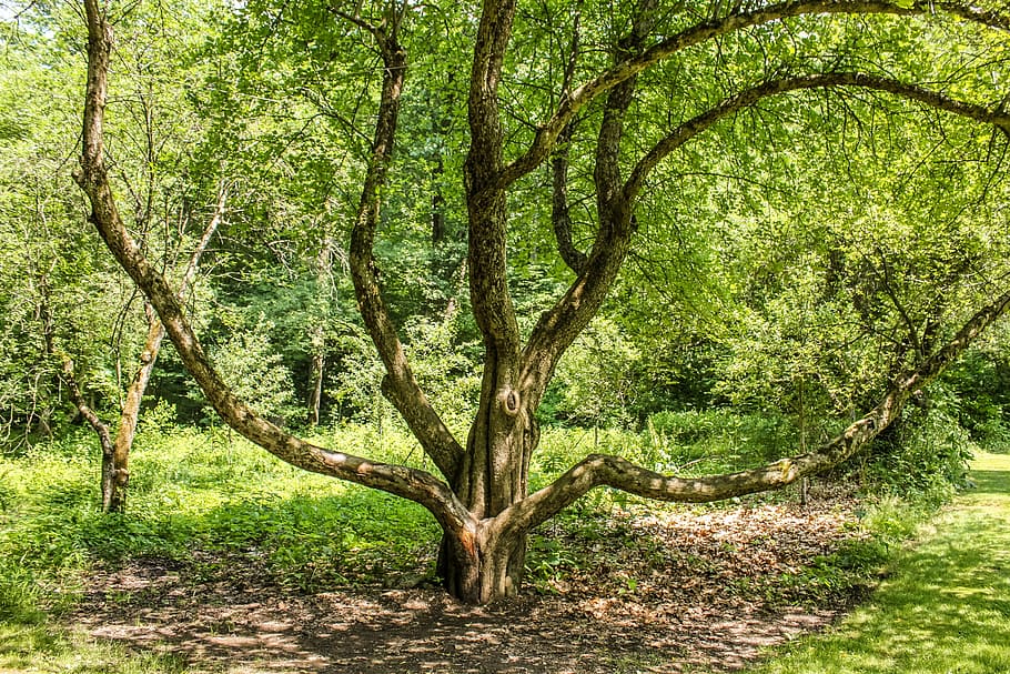 tree, shape, nature, green, plant, natural, organic, growth HD wallpaper