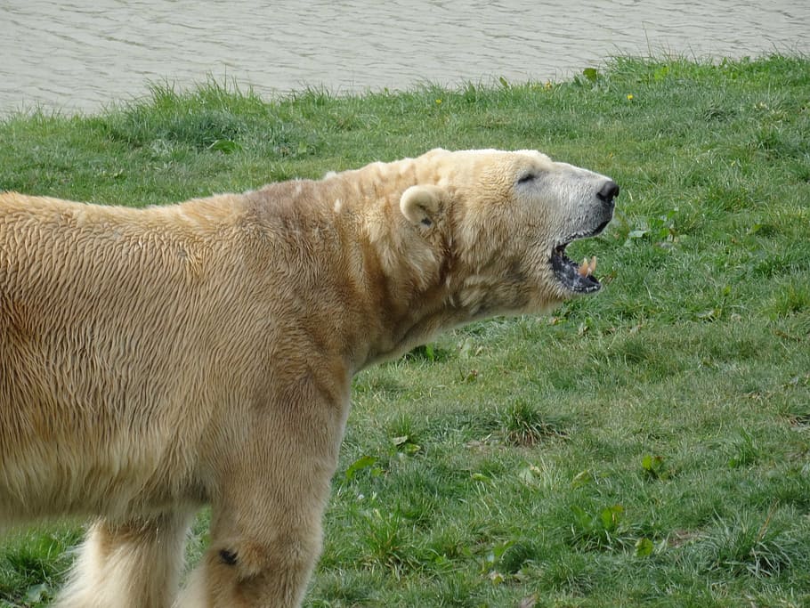 Bear food. Альбрехт медведь фото.