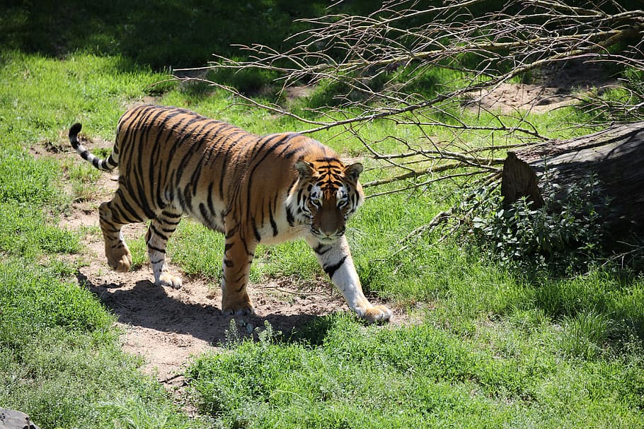 tiger, tree, dangerous, animal, animal themes, plant, mammal HD wallpaper