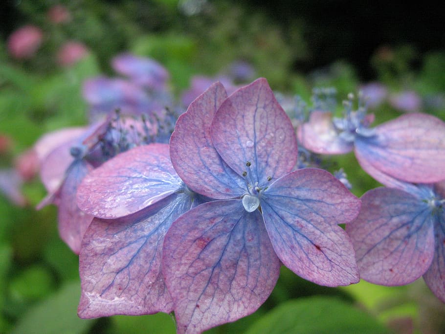 Flower, Hydrangea, Summer, blue, blue-purple hydrangea, plant HD wallpaper