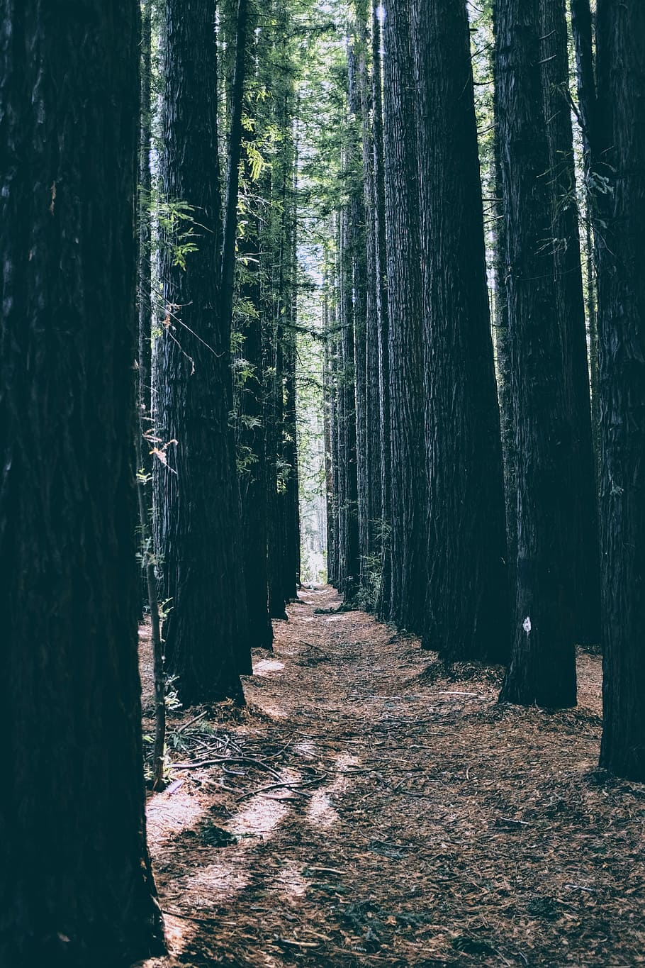 landscape photograph of tall trees, photo of trees during day time HD wallpaper