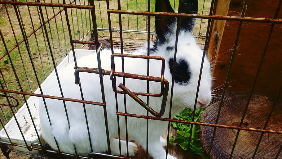 rabbit, animal, cage, animal themes, one animal, mammal, vertebrate HD wallpaper