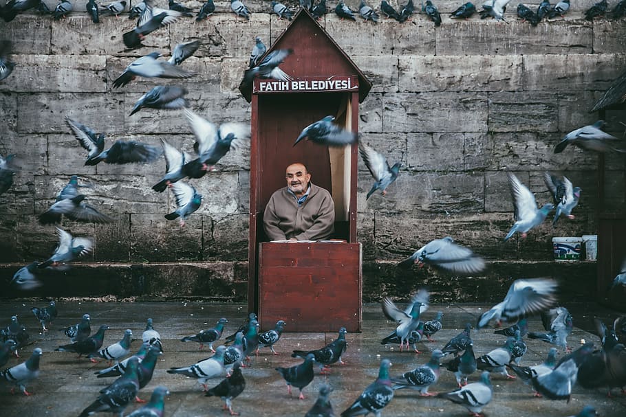 man in brown booth near flock of white-and-gray pigeons photograph HD wallpaper