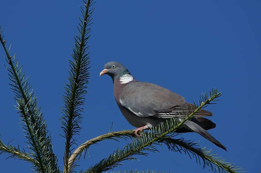 dove, blue, sky, tree, bird, animal, animal themes, animal wildlife HD wallpaper
