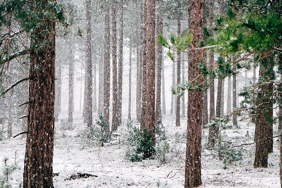 brown trees, woods, snowy, winter, wintry, forest, blizzard HD wallpaper