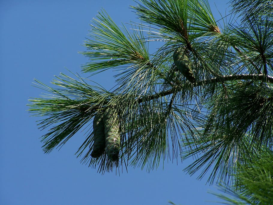 pine cones, green, immature, tree, plant, sky, growth, low angle view HD wallpaper