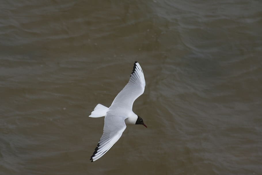 seagull, bird, flight, southwold, animals in the wild, vertebrate HD wallpaper