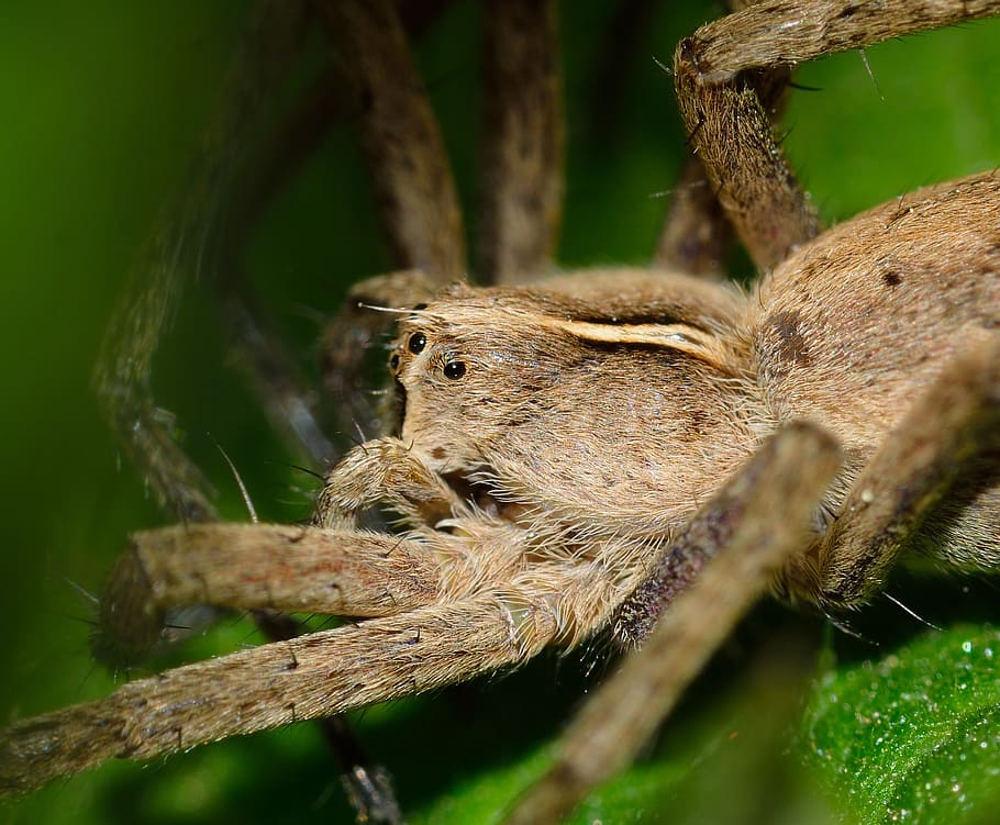 spider, insect, predator, araneae, spiders, pisaura, animal wildlife HD wallpaper