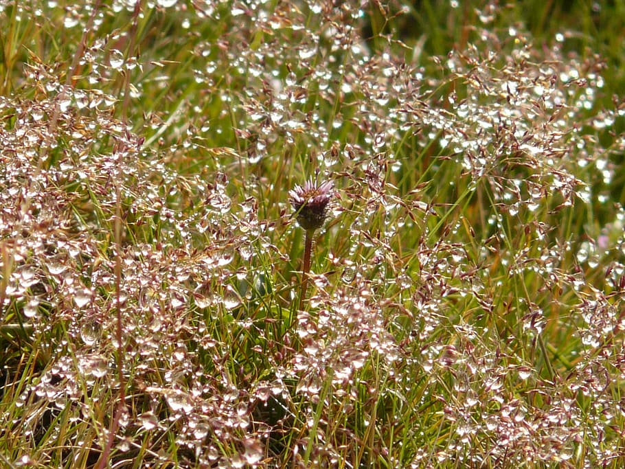 meadow, grass, dew, morgentau, backlighting, drip, dewdrop HD wallpaper