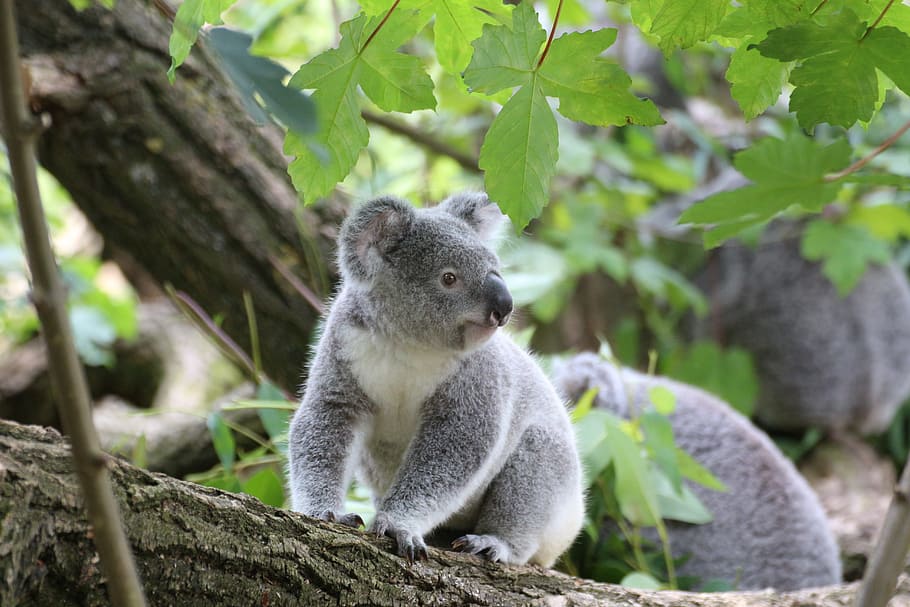 gray koala on tree, cute, zoo, animal, koala bear, purry, one animal HD wallpaper