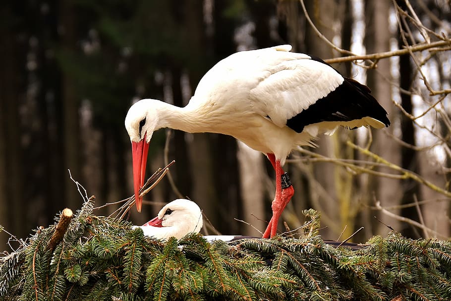 white and black heron bird on nest, storks, pair, solicitous, HD wallpaper