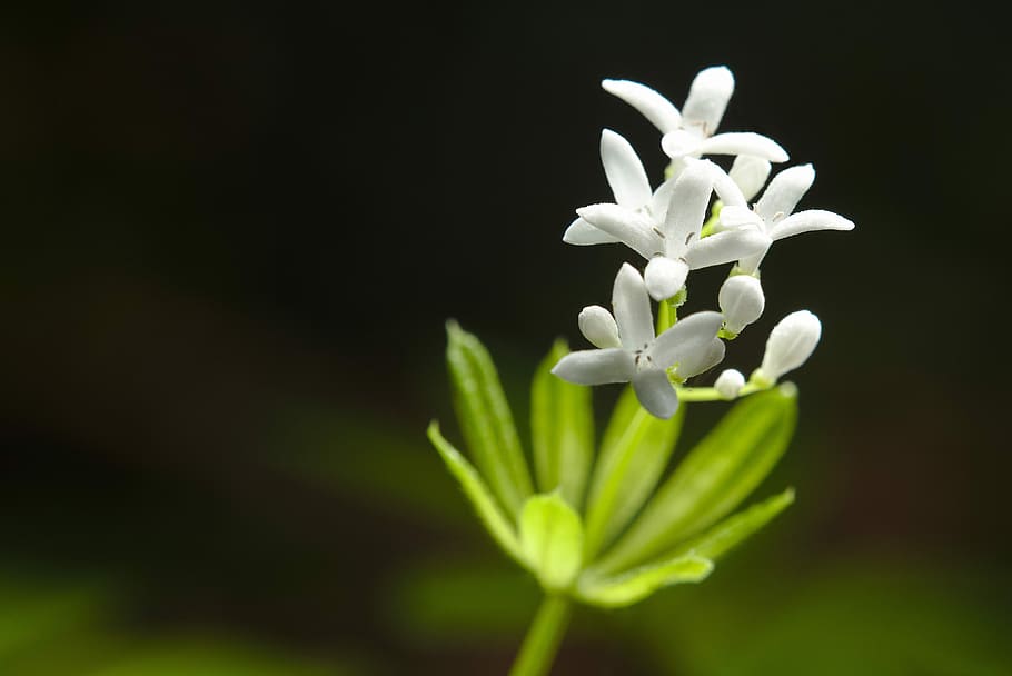 spring, woodruff, blossom, flower, plant, freshness, flowering plant HD wallpaper