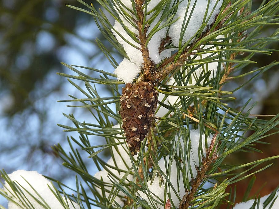 pine cones, tree, winter, snow, nature, sky, needles, branch HD wallpaper
