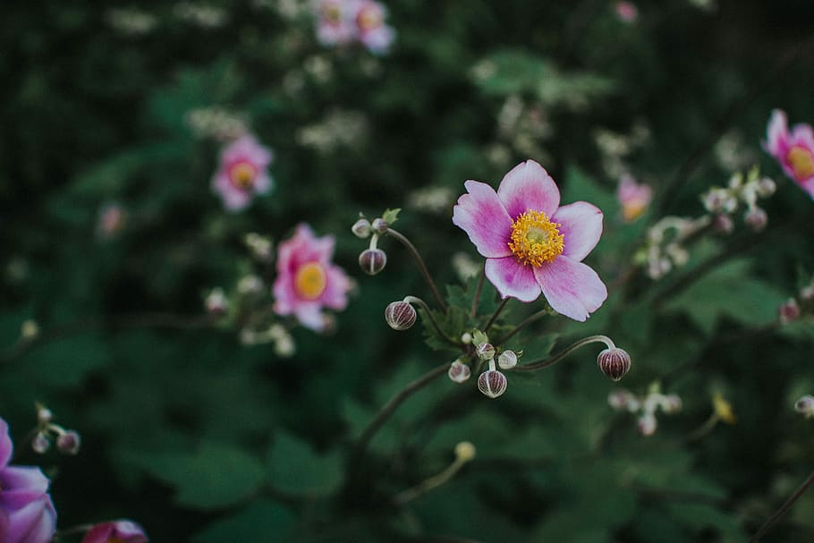 pink flowers, leaf, green, yellow, nature, bouquet, spring HD wallpaper