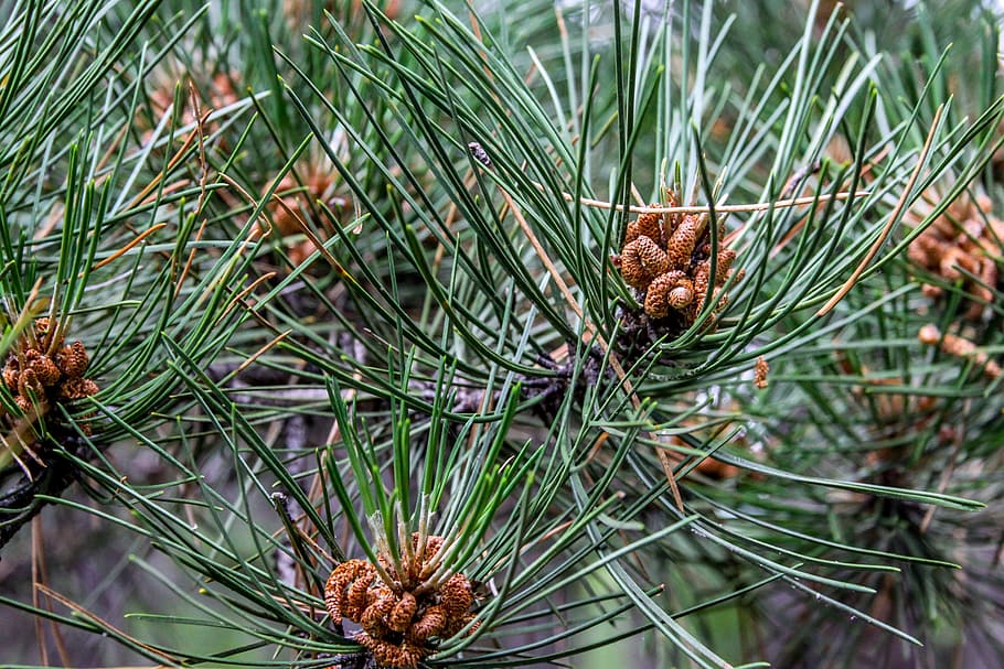 pine, alder, tree, nature, forest, beautiful, green, travel HD wallpaper