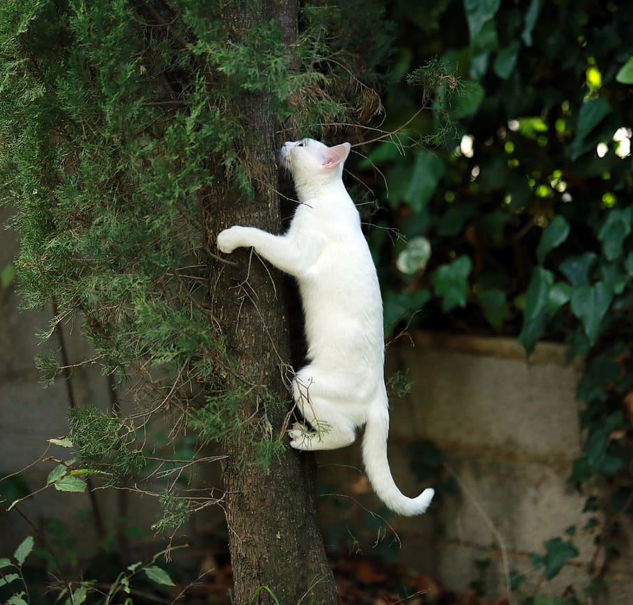 1920x1080px | free download | HD wallpaper: white tabby cat climbing on ...