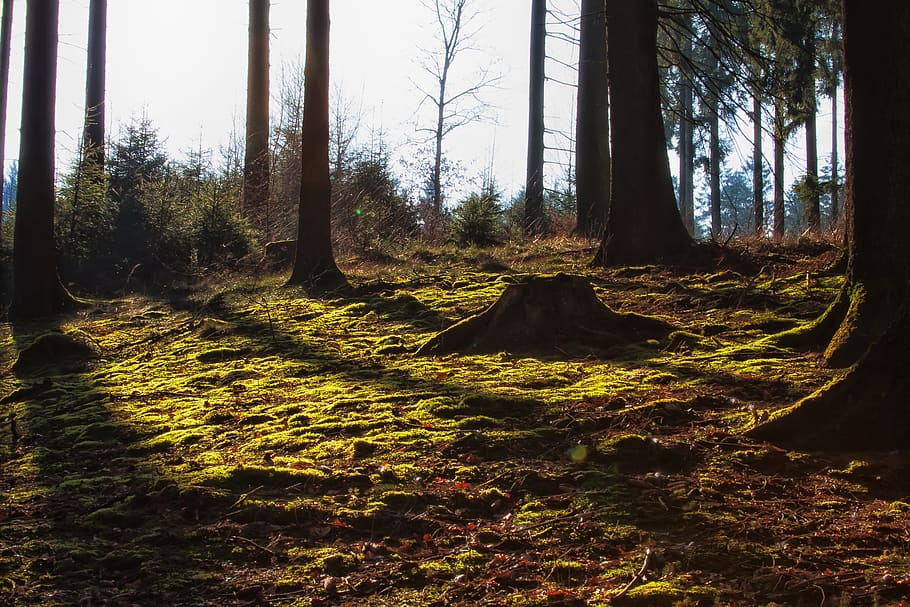 tree, forest, fir, moss, nature, live, live new, forest path HD wallpaper