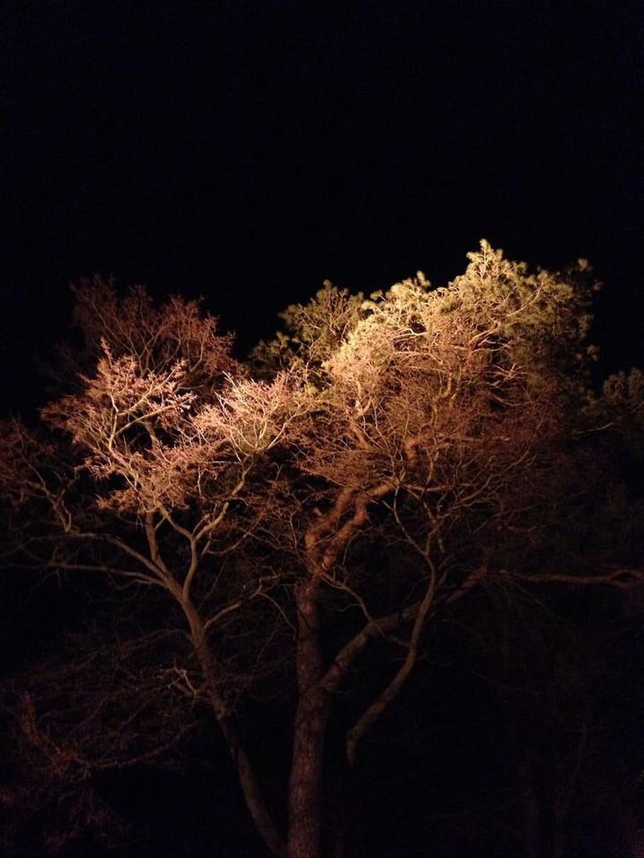 light, landscape, mood, lighting, accommodation, tree, plant HD wallpaper